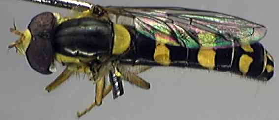 Sphaerophoria scripta